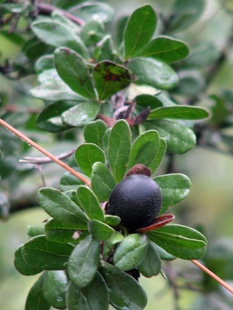 Texas Persimmons Hide A Sweet Surprise