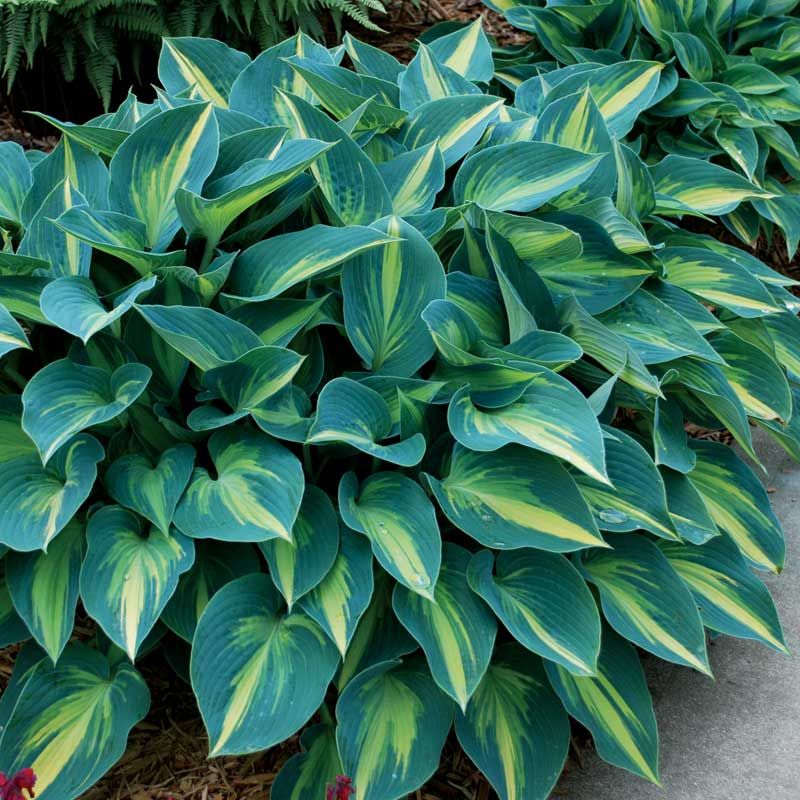Hosta Fills Deep Shade Where Others Wilt