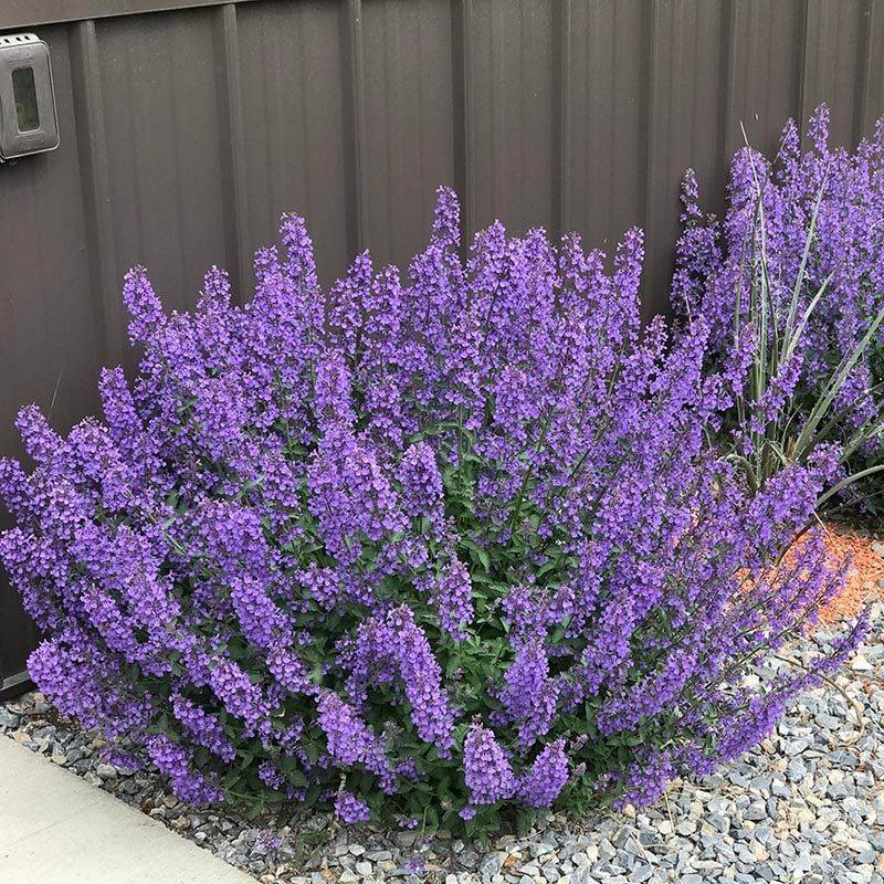 Catmint Shrugs Off Deer And Drought