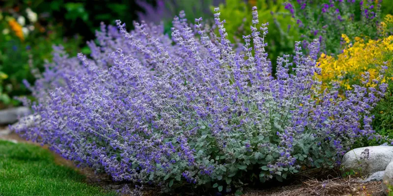 Catmint