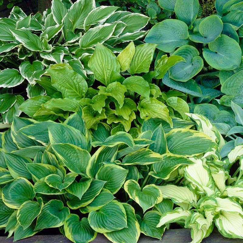 Hosta