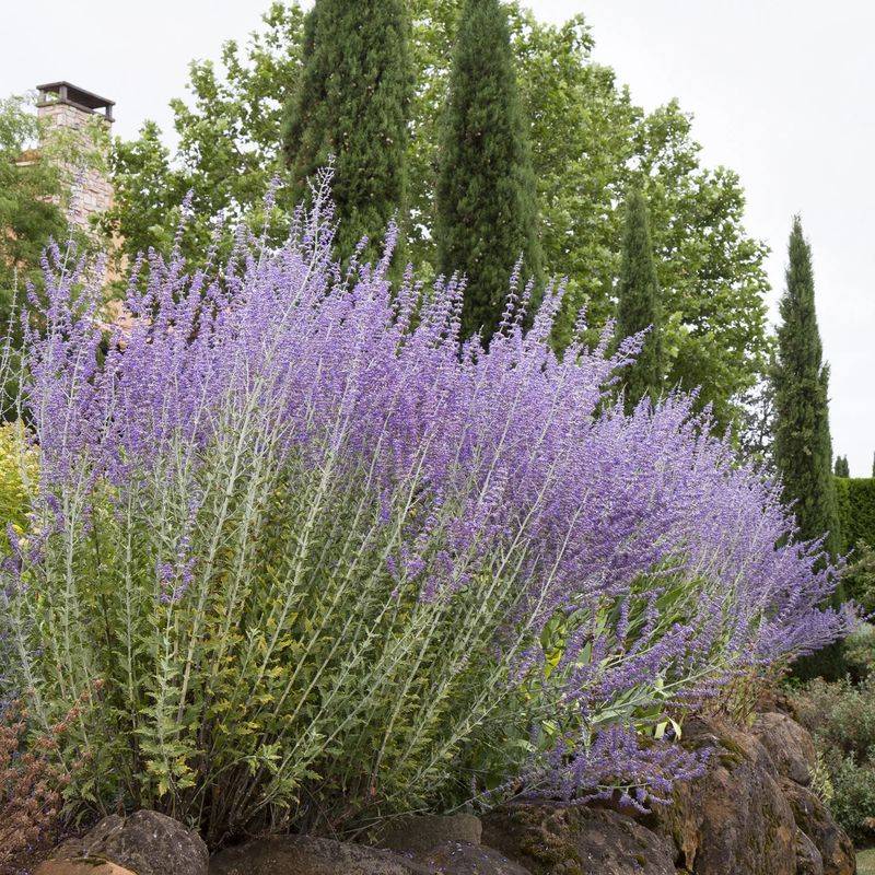 Russian Sage