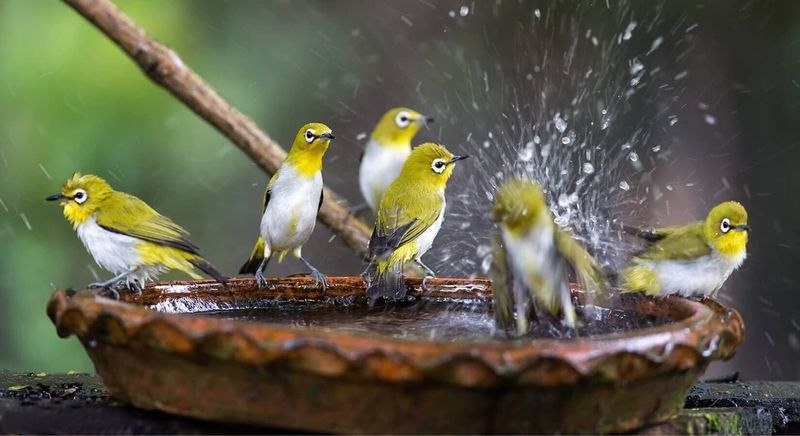Water and Cover Complete the Invitation