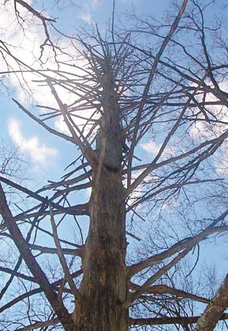 A Tree Check Is Sensible, Not Automatic