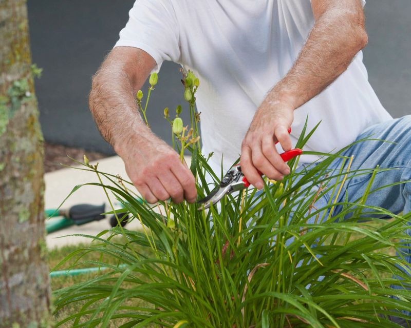 Cut Back Or Leave It, Blooms Won't Mind