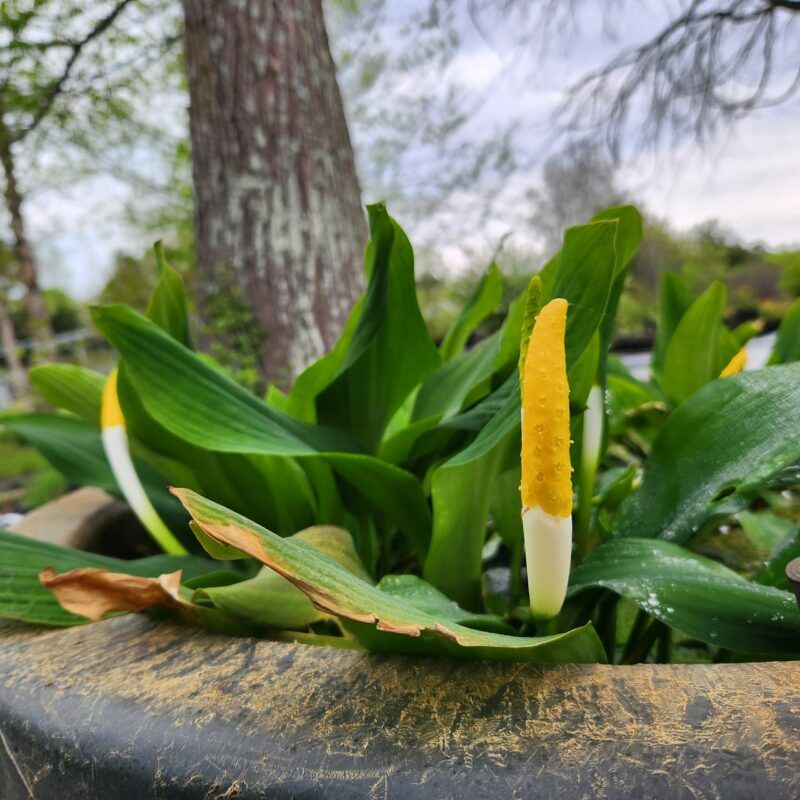 Mellow Marsh Farm Offers Wetland Wonders