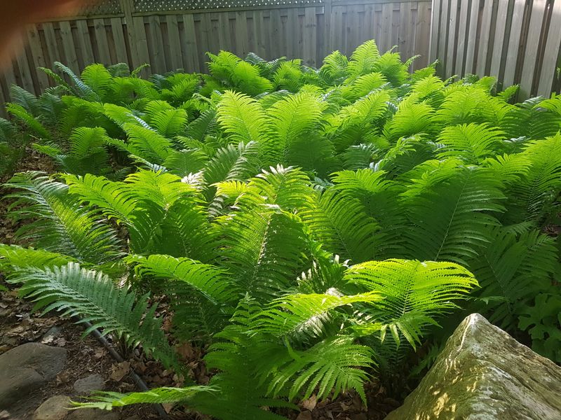 Rhizomes Turn A Few Crowns Into Coverage