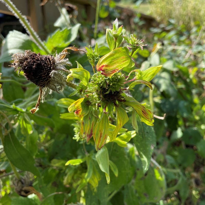 Remove Diseased Plants Instead
