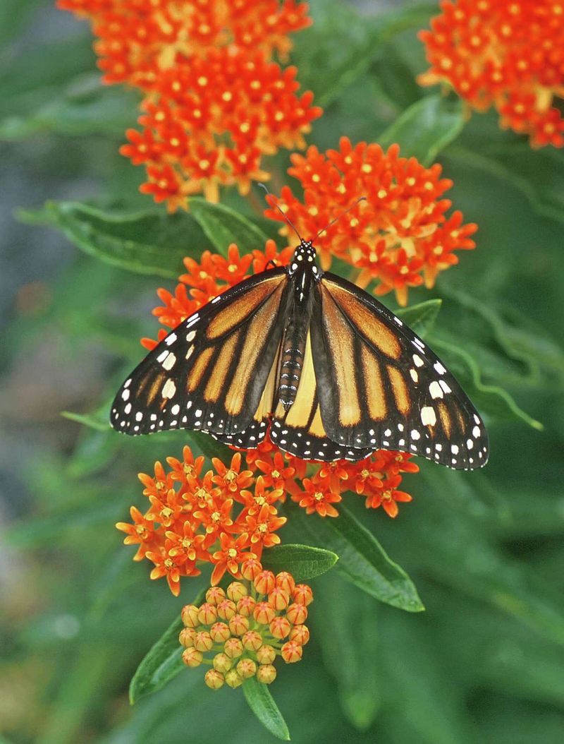 Butterfly Milkweed Feeds The Fall Monarchs
