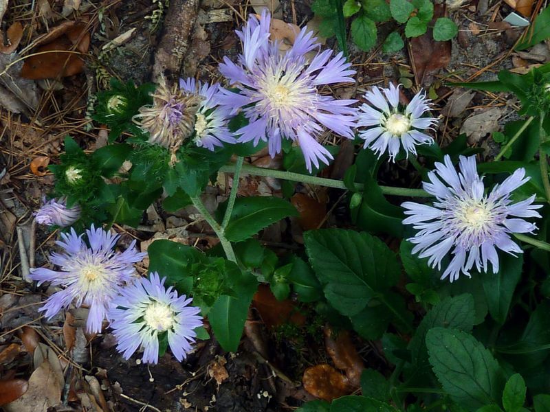 Stokes' Aster Is A Low-Maintenance Gem