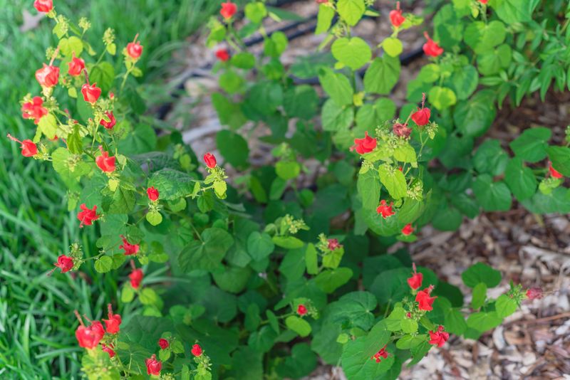 Choose Native Plants for Cover and Insect Support