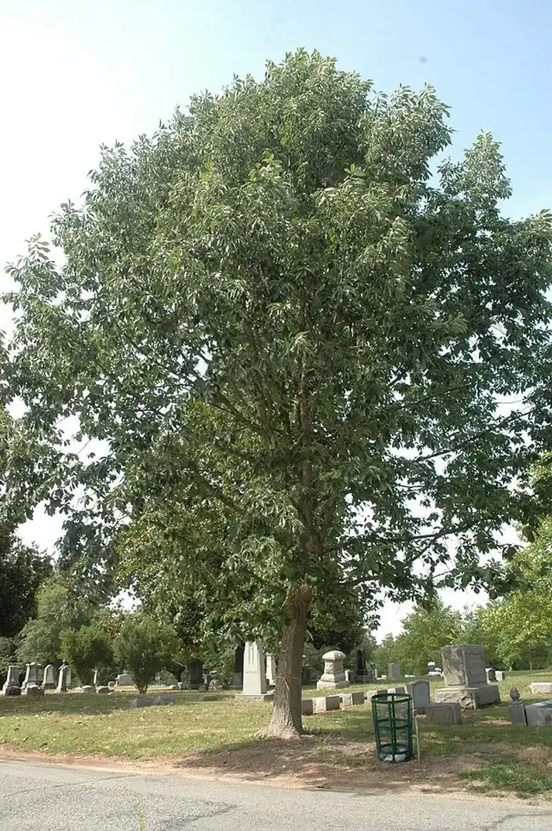 Chinquapin Oak Offers Durable Shade And Wildlife Support