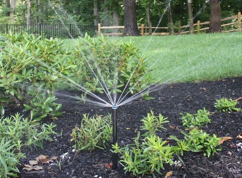 Give New Plants Water Before Expecting Savings