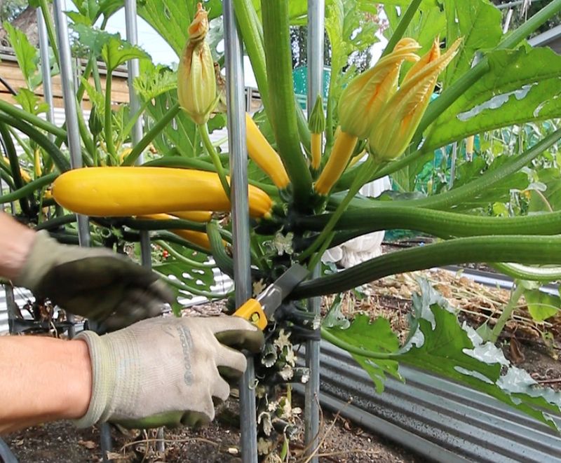 Remove the Oversized Fruit Without Hurting the Plant
