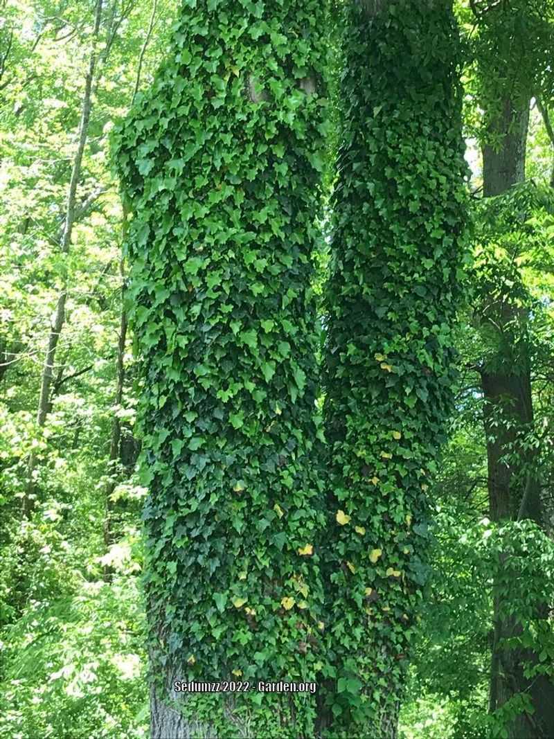 Dispose of Ivy Without Spreading It