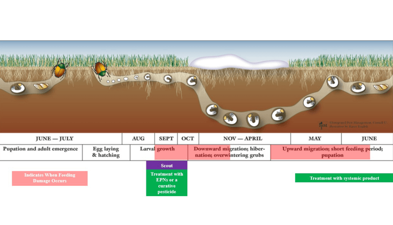 Interpret Grub Counts and Timing Locally