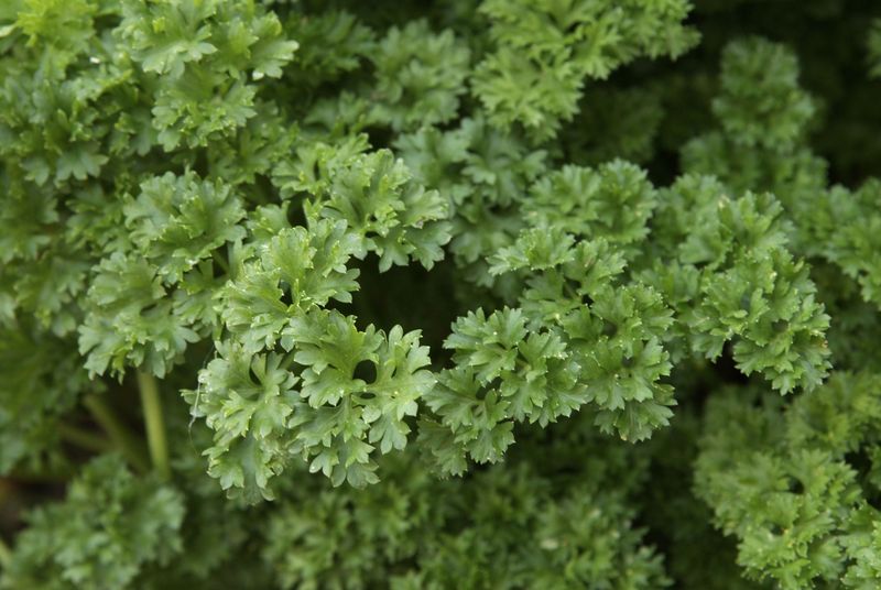 Parsley Keeps Its Green Through Winter Chills