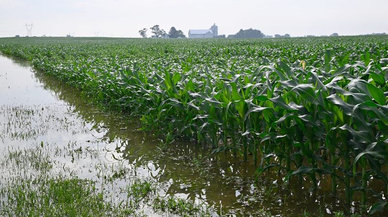 Too Much Rain Can Harm Roots And Move Nutrients