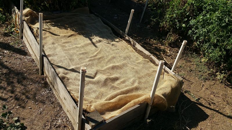 Protect August Germination Without Overheating the Bed