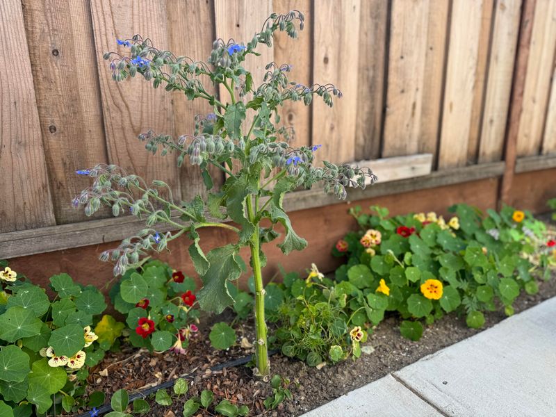 A Midsummer Cut Can Refresh the Plant