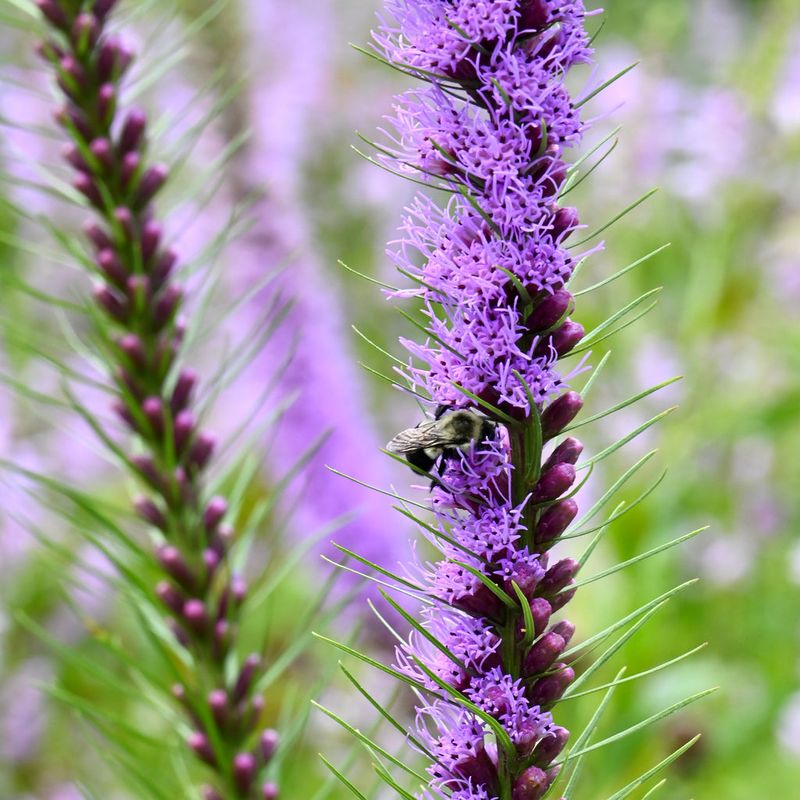Welcome The Purple Majesty Of Blazing Star