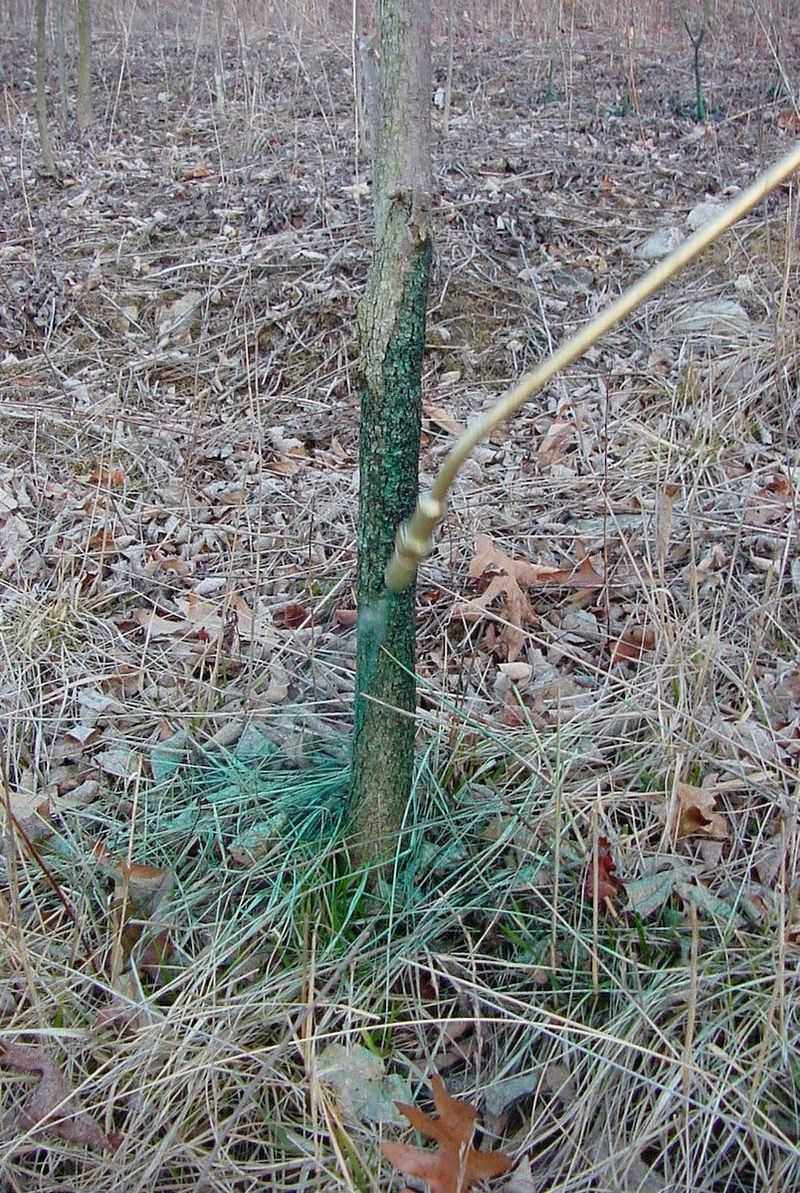 Use Herbicide Only for Persistent Regrowth