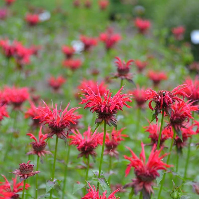 Choose A Better-Matched Monarda Next Time