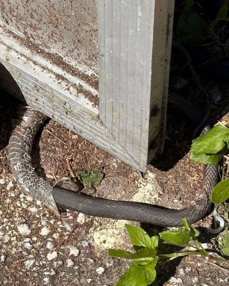 Give the Snake a Clear Way Out