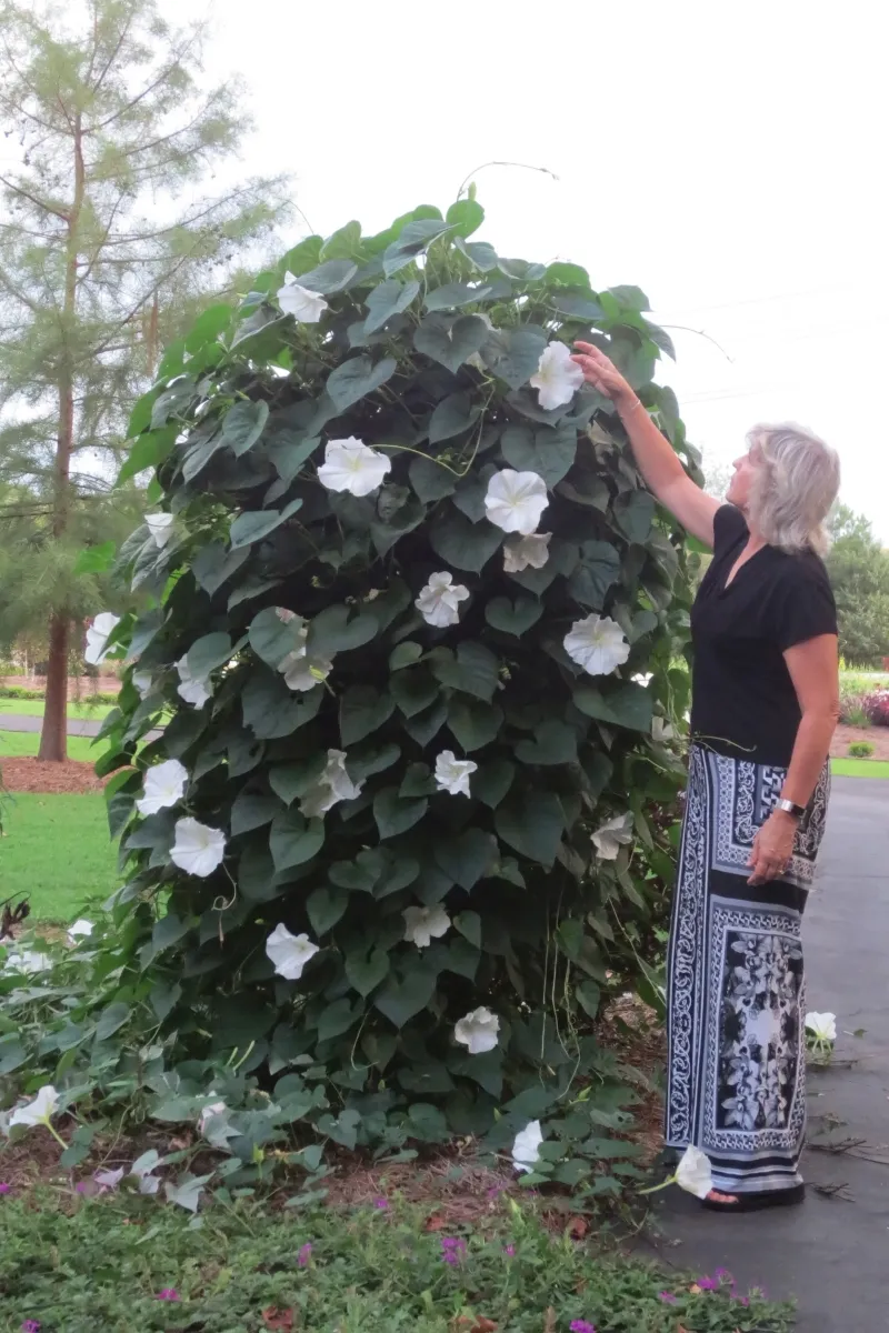 Give The Vigorous Vine A Real Support