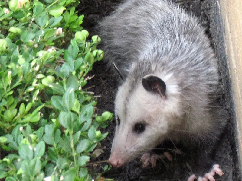 Protect The Places Opossums Can Reach