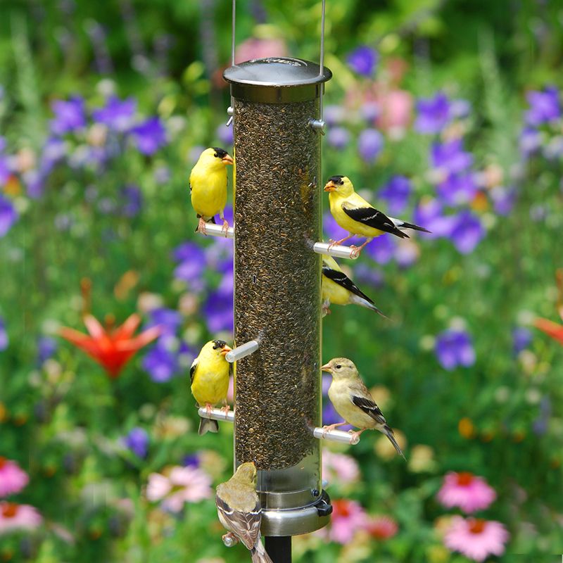 A Feeder Cannot Replace Habitat