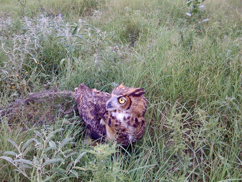 Recognize an Injured Bird and Call Before Acting