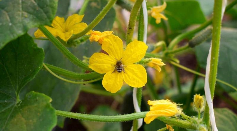 Protect Pollinators And Watch The Next Fruit Set