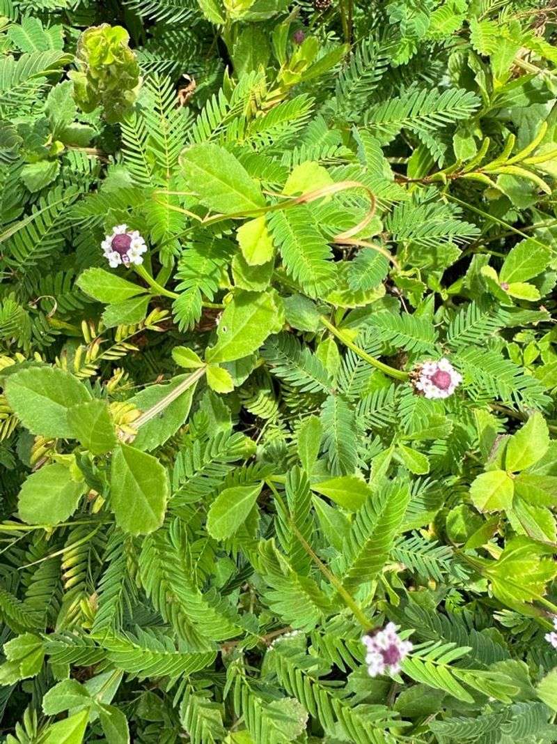 Use The Plant As A Measured Alternative, Not A Magic Fix