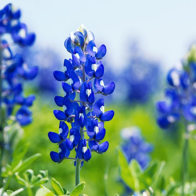 Texas Bluebonnets Need A Winter Nap To Wake Up