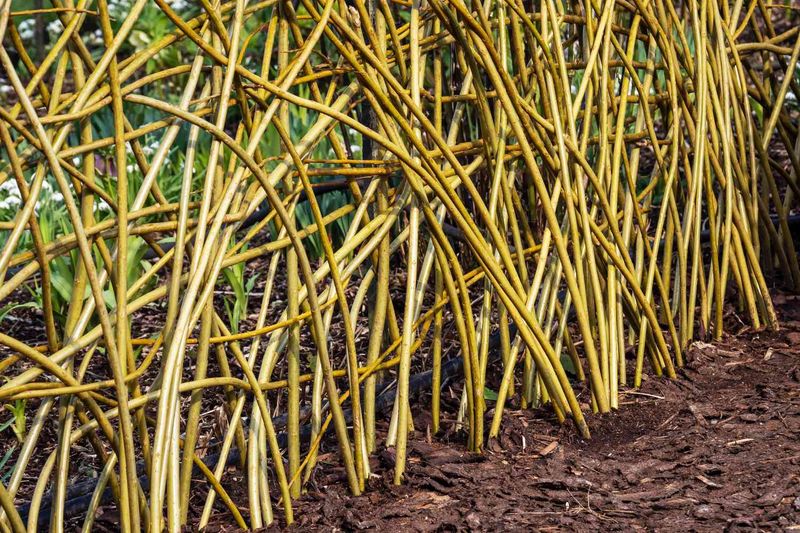 Match The Willow To The Property