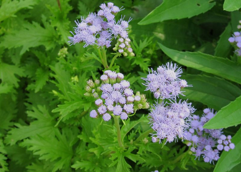 Gregg's Mistflower Draws Them In Fast