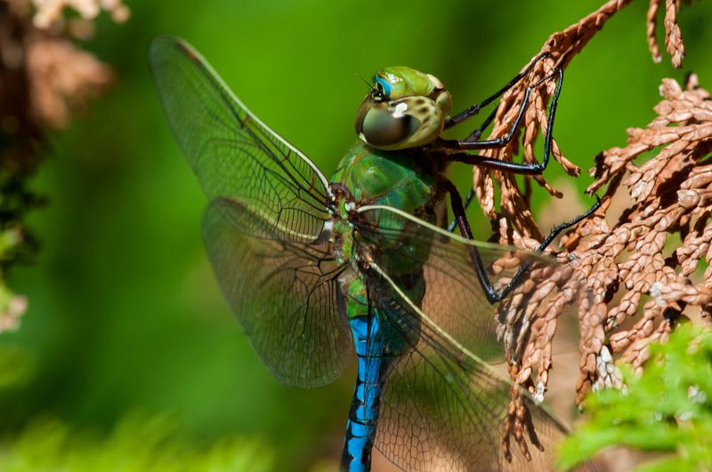 Common Green Darners Follow A More Familiar North American Pattern
