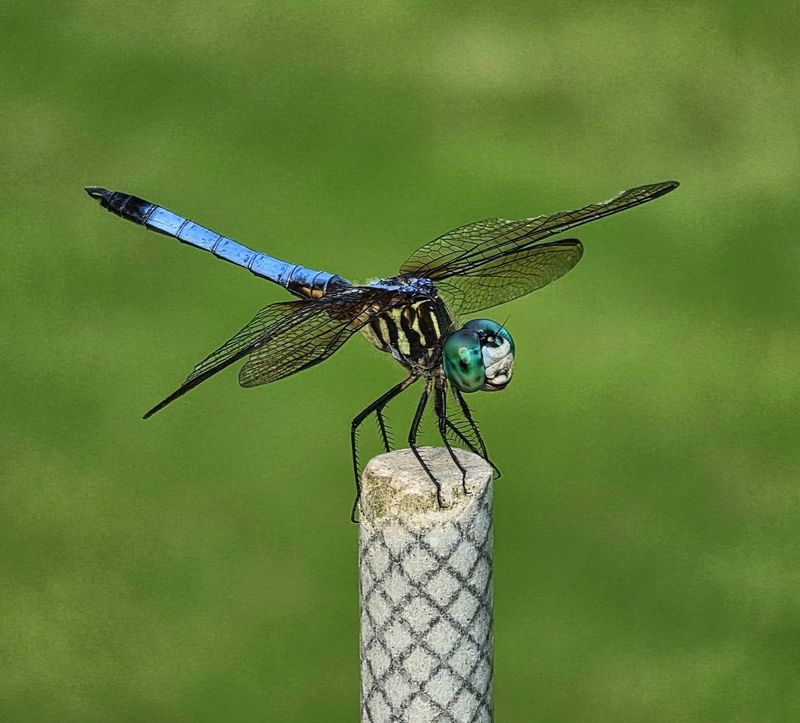 Read The Sighting As One Ecological Clue