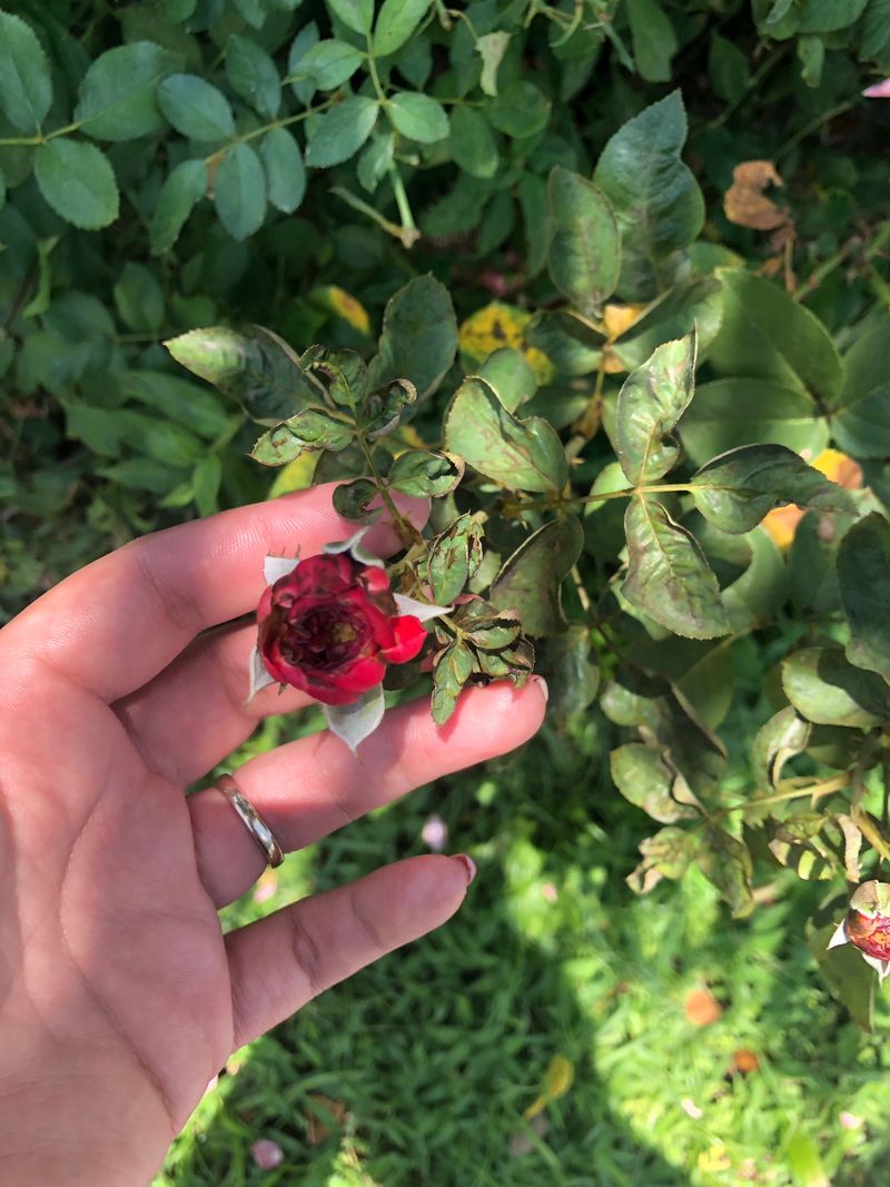 Chilli Thrips And Easy Does It
