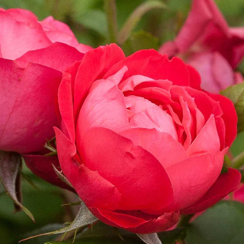 Oso Easy Roses Live Up To The Name