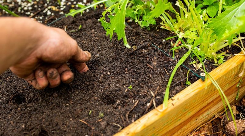 Let Soil Moisture and Local Rules Set the Schedule