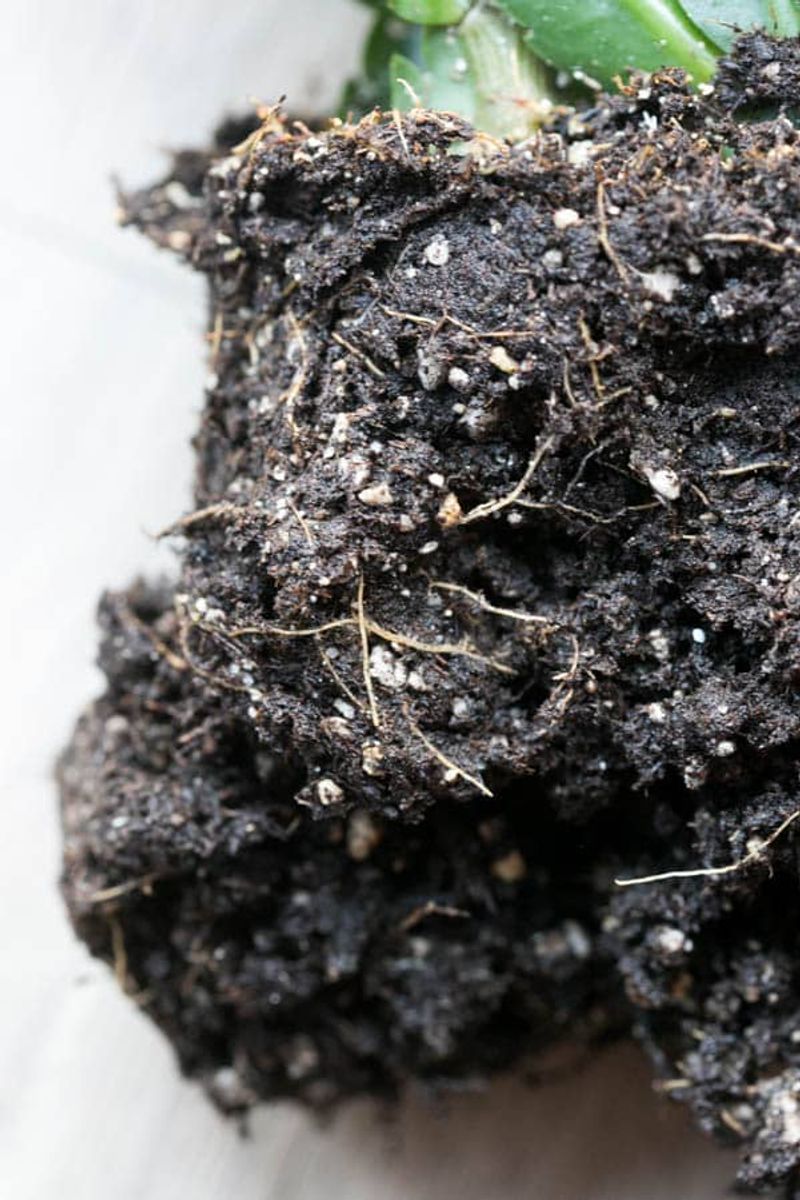 Mushy Roots Turn Water Into More Damage