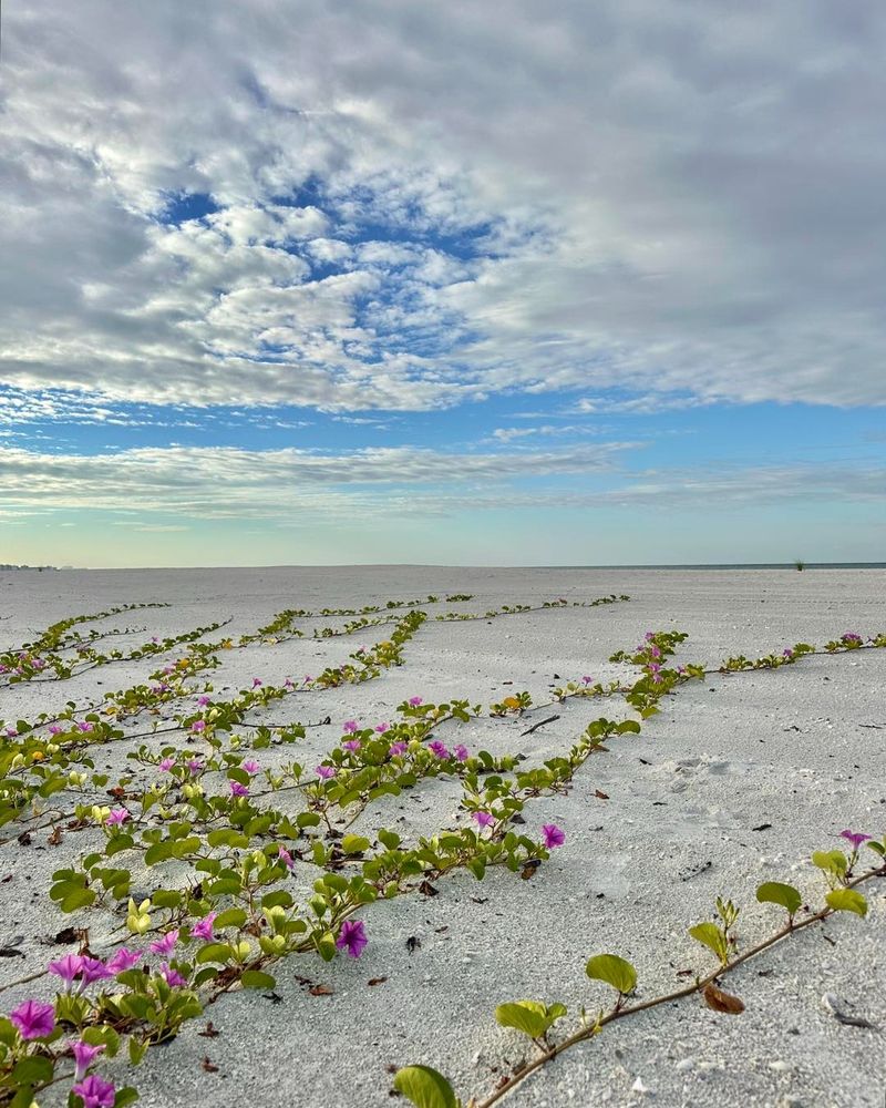Railroad Vine Forges Ahead On Sandy Shores