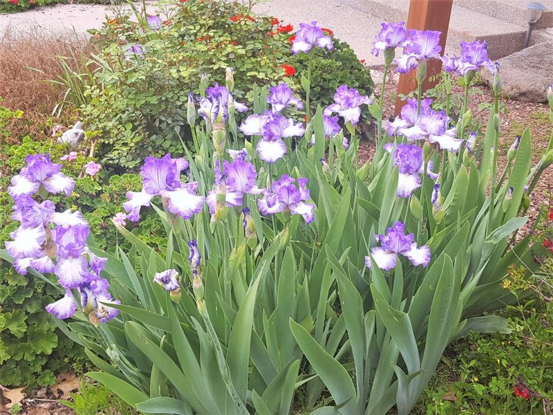 Bearded Iris
