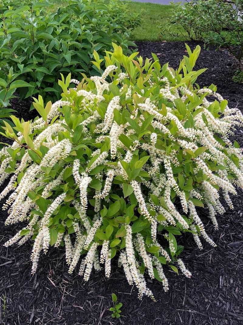 Virginia Sweetspire Delivers Fragrant Blooms And Brilliant Fall Color