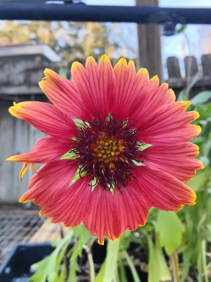 Blanket Flower Spreads A Sunset Over Your Yard