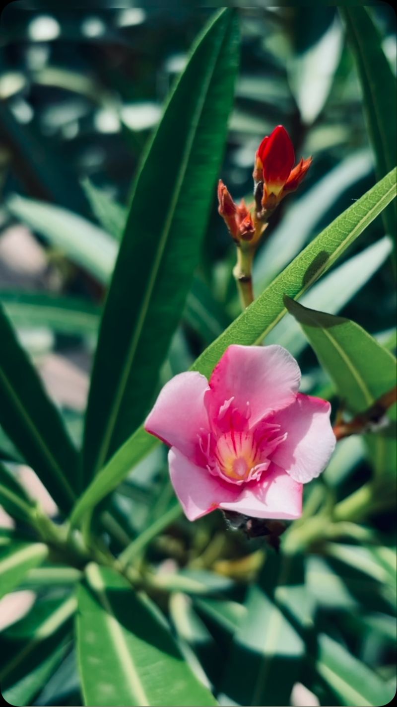 Oleander’s Beauty Comes With Serious Toxicity