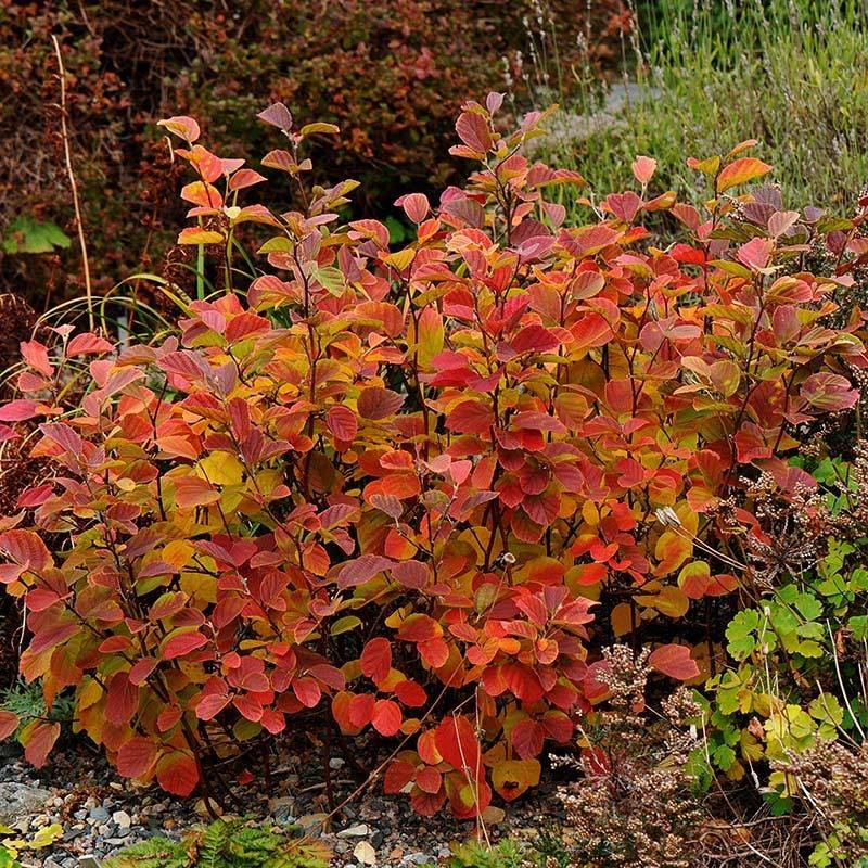 Dwarf Fothergilla Adds Four Seasons Of Charm