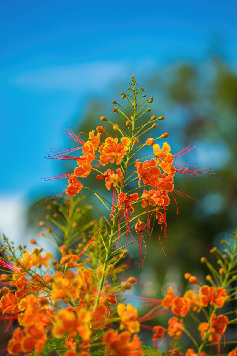 Pride Of Barbados Brings Tropical Fire To South Texas